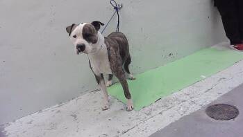 STONE -  Staffordshire Bull Terrier and Mixed Breed Dog for Adoption in Houston, Texas - STONE | PetCurious