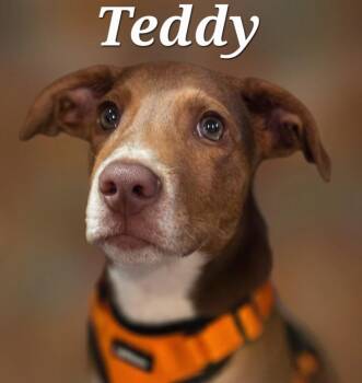 Teddy -  Hound and Feist Dog for Adoption in Rutherfordton, North Carolina - Teddy | PetCurious
