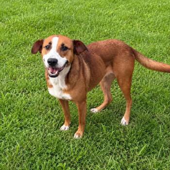 Bailey -  Beagle and Hound Dog for Adoption in Quakertown, Pennsylvania - Bailey | PetCurious