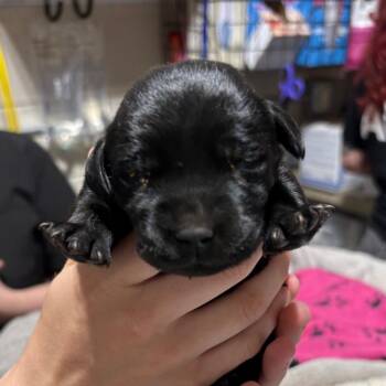 Mixed Breed Dogs Available for Adoption in Milton, Florida - Michelle | PetCurious