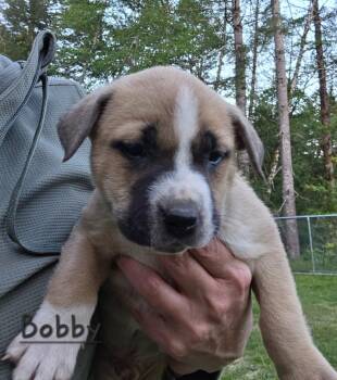 Pit Bull Terrier and Catahoula Leopard Dog Dogs Available for Adoption in Brookings, Oregon - Bobby | PetCurious