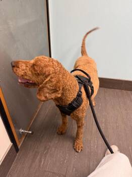 Kobe -  Goldendoodle Dog for Adoption in Partlow, Virginia - Kobe | PetCurious