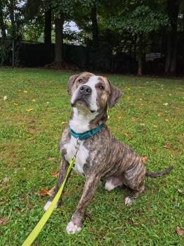Yoshi -  Pit Bull Terrier and Boxer Dog for Adoption in Plymouth, Connecticut - Yoshi | PetCurious