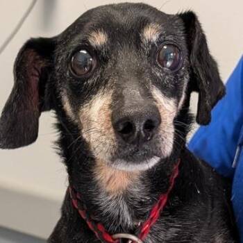 Toby -  Mixed Breed Dog for Adoption in Greenville, South Carolina - Toby | PetCurious