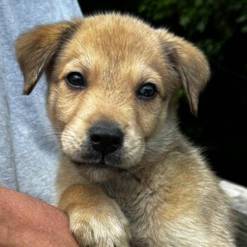 NY George Avail Jun 13 (Choice Pet carmel) -  Labrador Retriever and Shepherd Dog for Adoption in Stormville, New York - NY George Avail Jun 13 (Choice Pet Carmel) | PetCurious