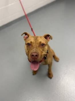 HAZEL -  Pit Bull Terrier Dog for Adoption in St. Cloud, Florida - HAZEL | PetCurious