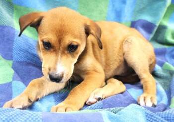 Birch -  Shepherd Dog for Adoption in Thief River Falls, Minnesota - Birch | PetCurious