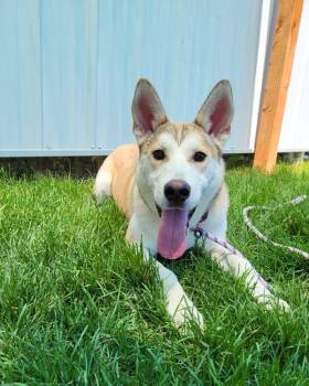 Rescue Alaskan Malamute Dogs for Adoption in Pocatello, Idaho - Pip | PetCurious