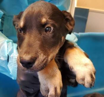 Rescue Labrador Retriever and Mixed Breed Dogs for Adoption in Kansas City, Missouri - Jack | PetCurious