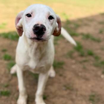 Labrador Retriever Dogs Available for Adoption - Frappe | PetCurious