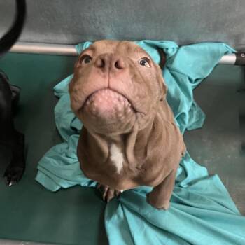 Mixed Breed Dogs Available for Adoption in Fairport, New York - Dennis | PetCurious