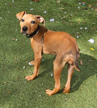 Rescue Retriever Dogs for Adoption in Holbrook, New York - LILLIAN | PetCurious