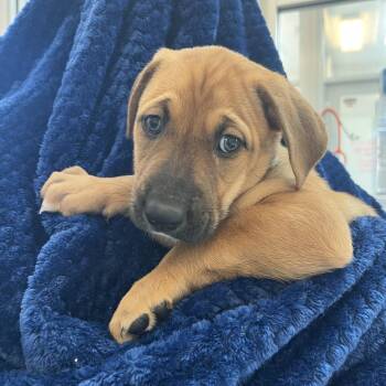Boxer and Mixed Breed Dogs Available for Adoption in Kanab, Utah - Olympia | PetCurious