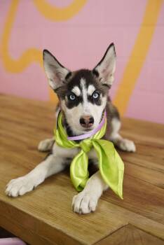 Daphne -  Husky Dog for Adoption in Pasadena, California - Daphne | PetCurious