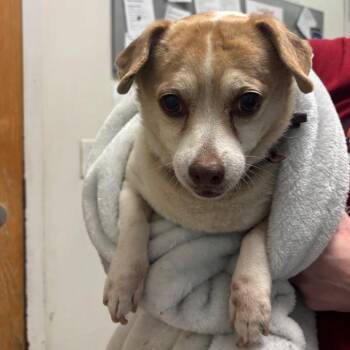 Lulu -  Mixed Breed Dog for Adoption in Charleston, West Virginia - Lulu | PetCurious