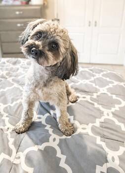 Yorkie Poo Dogs Available for Adoption in Maitland, Florida - Rubio | PetCurious