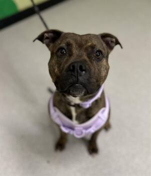 American Bulldog Dogs Available for Adoption in Indianapolis, Indiana - ALEXIS | PetCurious