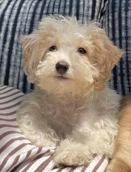 Molly -  Poodle Dog for Adoption in Overland Park, Kansas - Molly | PetCurious