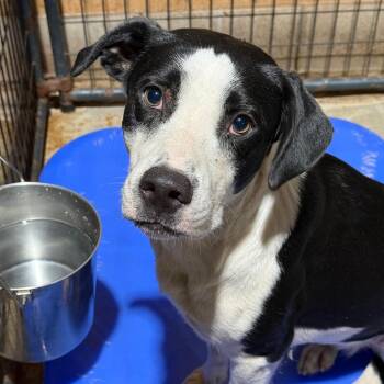 Jessie -  Pit Bull Terrier and Mixed Breed Dog for Adoption in Fort Smith, Arkansas - Jessie | PetCurious
