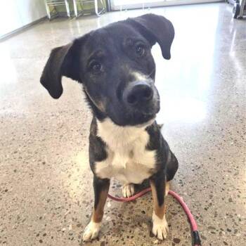 Lucille -  Mixed Breed Dog for Adoption in Phoenix, Arizona - Lucille | PetCurious