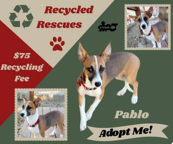 Rescue Chihuahua and Terrier Dogs for Adoption in Lindsay, California - Pablo | PetCurious