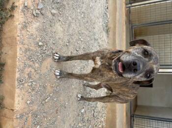 Rescue American Staffordshire Terrier Dogs for Adoption in Marble Falls, Texas - George | PetCurious