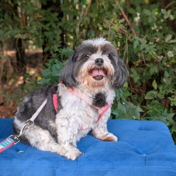 Rescue Shih Tzu Dogs for Adoption in Tyrone, Georgia - Maggie 09-2028 | PetCurious