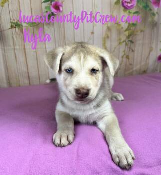 Kyla -  Husky and Labrador Retriever Dog for Adoption in Toledo, Ohio - Kyla | PetCurious