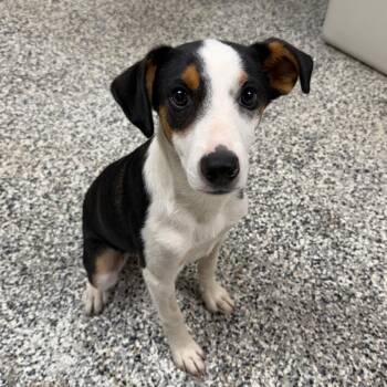 Diablo -  Jack Russell Terrier and Beagle Dog for Adoption in Stillwater, Oklahoma - Diablo | PetCurious