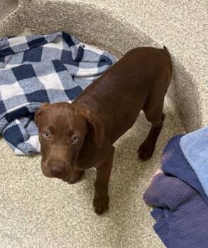 Hound and Weimaraner Dogs Available for Adoption - April | PetCurious