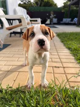 Shar Pei and Mixed Breed Dogs Available for Adoption in Sunrise, Florida - Padme | PetCurious