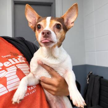 Semi-Sweet -  Chihuahua and Mixed Breed Dog for Adoption in Hopkinton, Massachusetts - Semi-Sweet | PetCurious