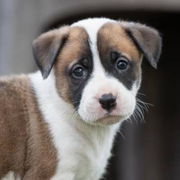 Muppet Pup - Miss Piggy -  Boxer Dog for Adoption in San Diego, California - Muppet Pup - Miss Piggy | PetCurious