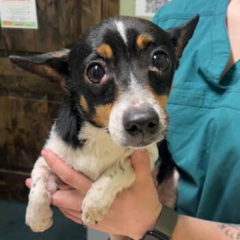 Chihuahua Dogs Available for Adoption in Chico, California - QUINTON | PetCurious