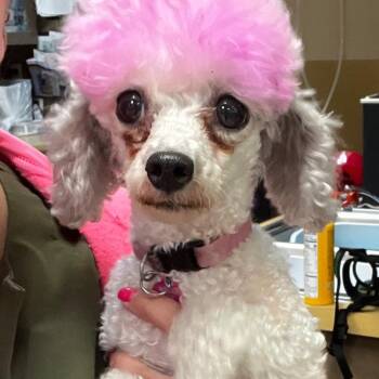 Bonbon -  Poodle Dog for Adoption in Powell Butte, Oregon - Bonbon | PetCurious