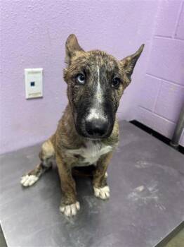 61385031 -  Belgian Shepherd Malinois and Bull Terrier Dog for Adoption in El Paso, Texas - 61385031 | PetCurious