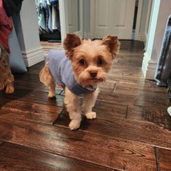 Yorkshire Terrier Dogs Available for Adoption - Ken | PetCurious