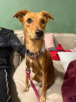 Mixed Breed Dogs Available for Adoption - Marlene | PetCurious