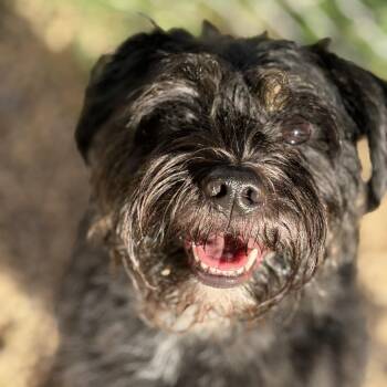 Mikell -  Miniature Schnauzer Dog for Adoption in Newark, New Jersey - Mikell | PetCurious