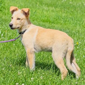 Papaya -  Great Pyrenees and Shepherd Dog for Adoption in South Elgin, Illinois - Papaya | PetCurious