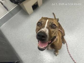 A385218 -  Boxer and Mixed Breed Dog for Adoption in Ocala, Florida - A385218 | PetCurious