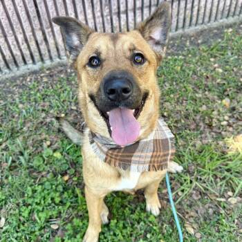 Rescue German Shepherd Dog Dogs for Adoption in Pittsburgh, Pennsylvania - Chase | PetCurious