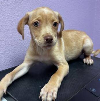 Mixed Breed Dogs Available for Adoption in El Paso, Texas - 60791641 | PetCurious