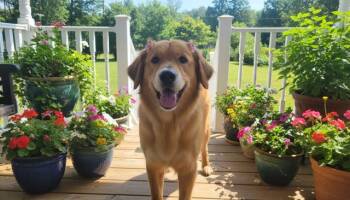 Goldie Hawn -  Golden Retriever Dog for Adoption in Midway, Utah - Goldie Hawn | PetCurious