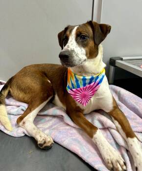 Sabrina -  Collie and Foxhound Dog for Adoption in Corning, Arkansas - Sabrina | PetCurious