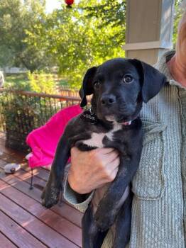 Grace -  Mixed Breed Dog for Adoption in Fort Collins, Colorado - Grace | PetCurious