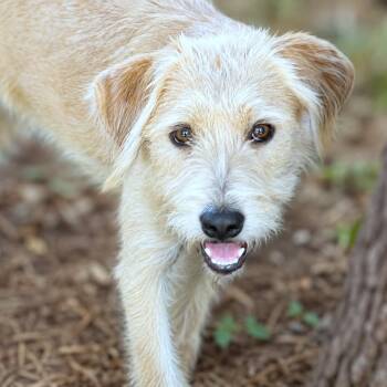 Calvin -  Terrier and Mixed Breed Dog for Adoption in Boerne, Texas - Calvin | PetCurious