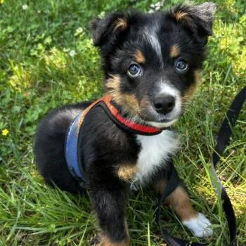 Barkley -  Mixed Breed Dog Available for Adoption in Poplar Bluff, Missouri - Barkley | PetCurious