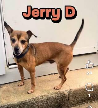 Jerry D -  Chihuahua Dog for Adoption in Thibodaux, Louisiana - Jerry D | PetCurious