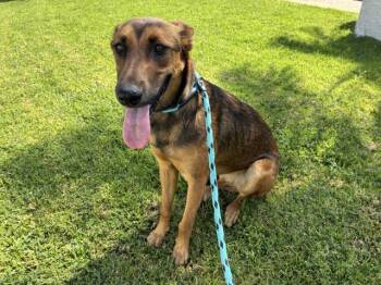 ECHO -  Belgian Shepherd Malinois Dog for Adoption in Rancho Cucamonga, California - ECHO | PetCurious